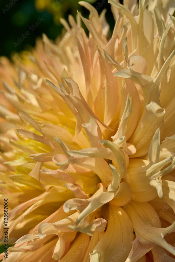 Dahlien Dahlien