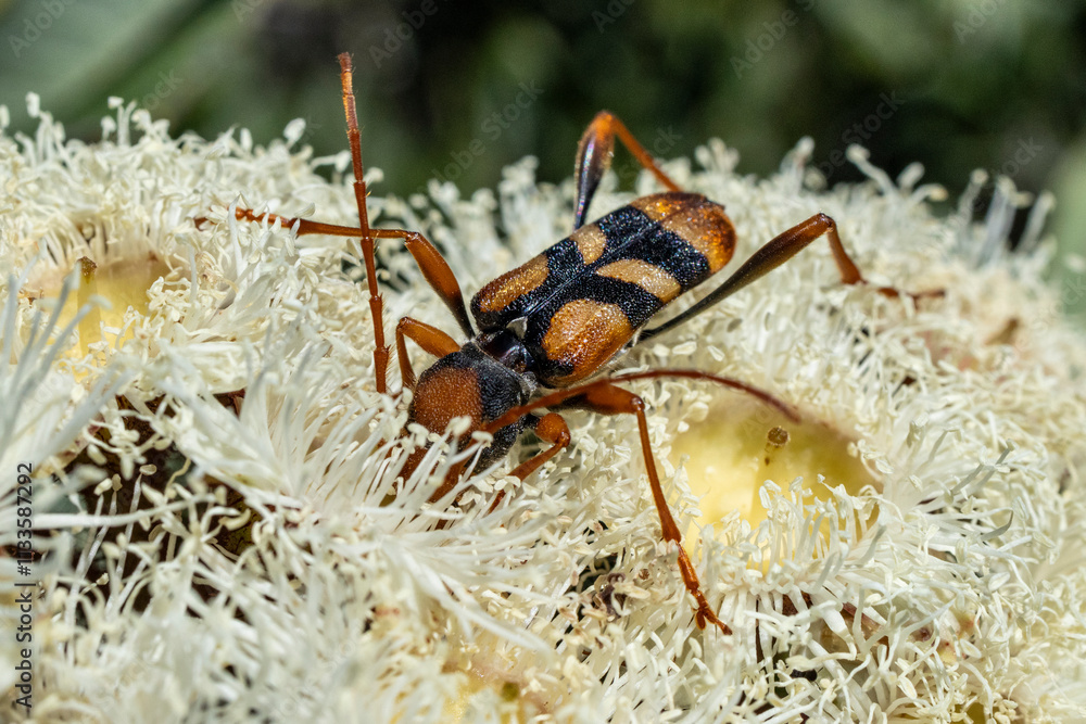 Fototapeta premium Australian Tiger Longicorn Beetle feeding on Dwarf Apple flowers