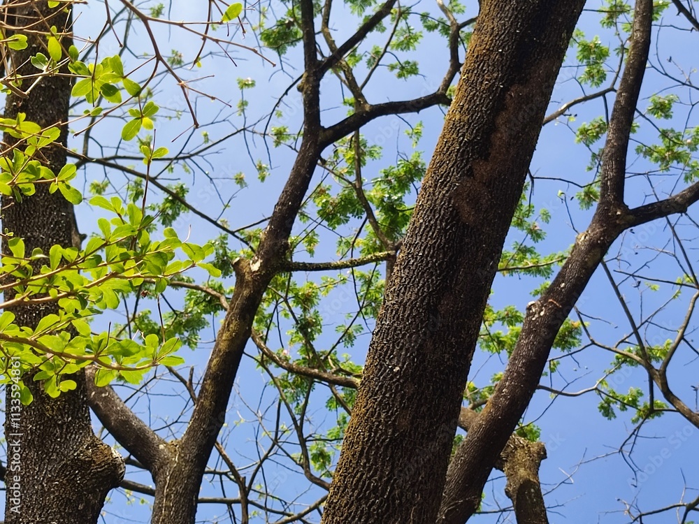 Low Angle of tree branches and tree trunk. Tree molt in the dry season, beautifull tree branches against a blue sky. Low Angle of tree branches and tree trunk. Tree molt in the dry season, beautifull tree branches against a blue sky.