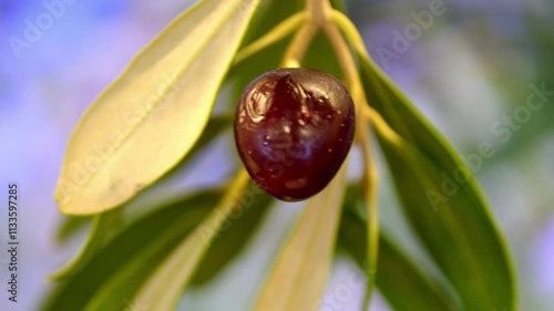An olive fruit is hanging from a leaf. The olive is green and purple. The leaf is green and has a few brown spots