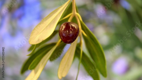 A small olive fruit is hanging from a leaf. The olive is green and purple. The leaf is green and has a few brown spots