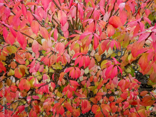 A  beautiful red burning bush, Euonymus alatus, turning color in fall