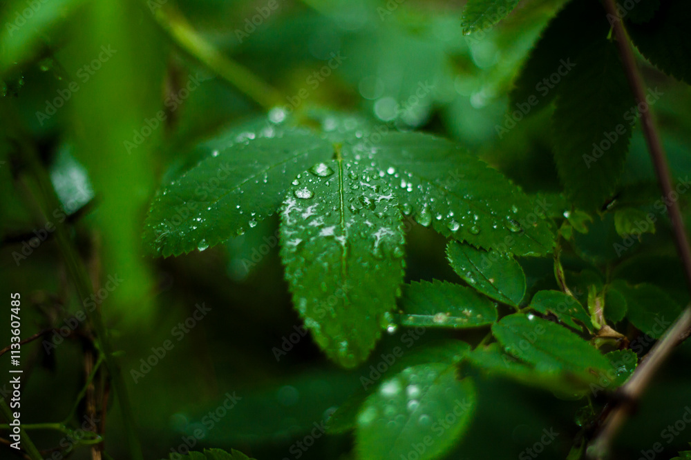 Water drops on the leaf Water drops on the leaf