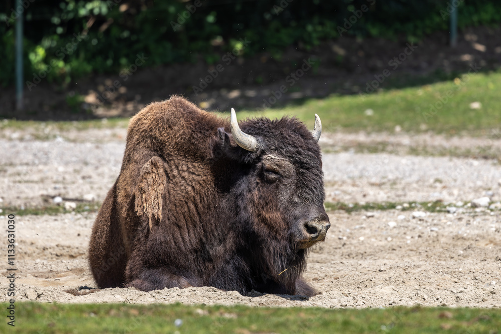 American buffalo known as bison, Bos bison in a german park American buffalo known as bison, Bos bison in a german park