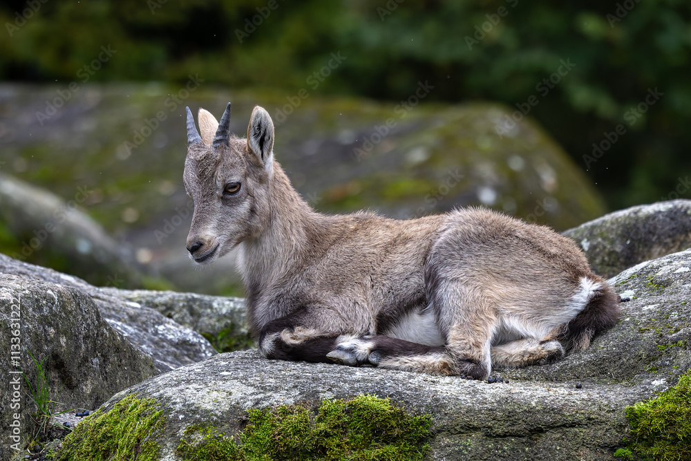 Fototapeta premium Young baby mountain ibex or capra ibex on a rock