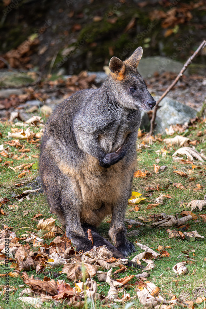 Swamp Wallaby, Wallabia bicolor, is one of the smaller kangaroos Swamp Wallaby, Wallabia bicolor, is one of the smaller kangaroos