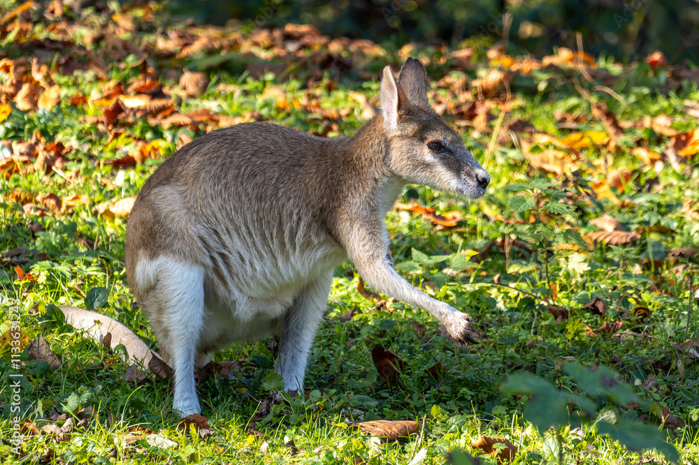 The agile wallaby, Macropus agilis also known as the sandy wallaby The agile wallaby, Macropus agilis also known as the sandy wallaby