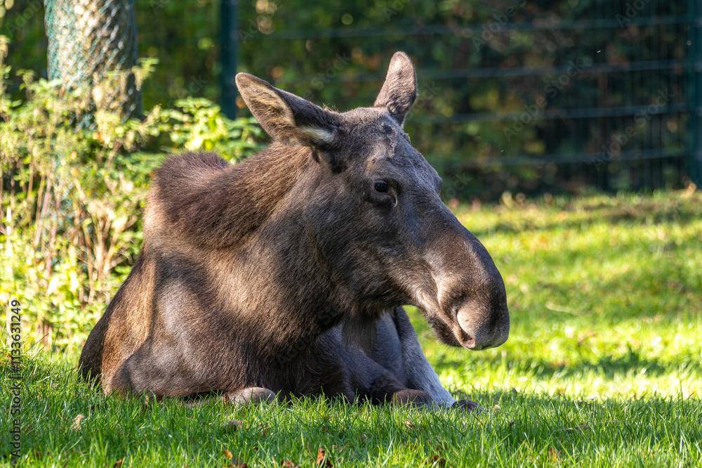 Fototapeta premium European Moose, Alces alces, also known as the elk