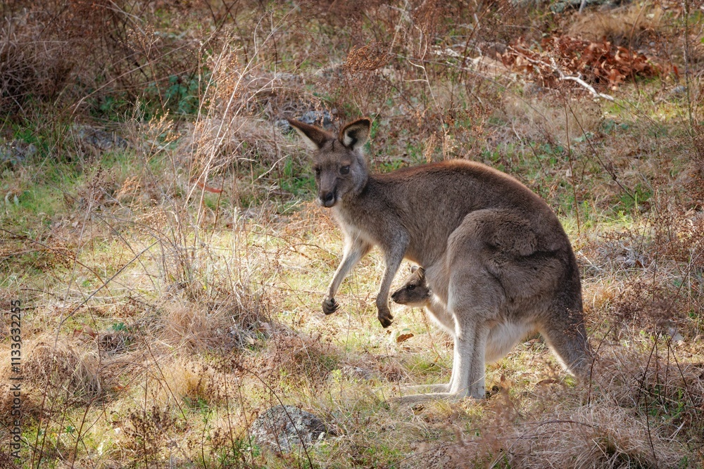 Kangaroo with Joey in Grassy Field Kangaroo with Joey in Grassy Field