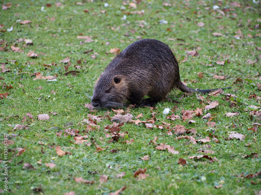 Close-up of a nutria (Myocastor coypus) foraging near the pond of the Rheinaue park in Bonn, Germany Close-up of a nutria (Myocastor coypus) foraging near the pond of the Rheinaue park in Bonn, Germany