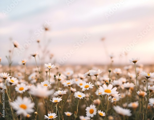 daisies, field, white, flowers, background, pastel, gradient, sky, nature, floral, scenery, serene, beautiful, peaceful, tranquil, minimal, colorful, elegant, vibrant, natural, botanical, countryside, photo