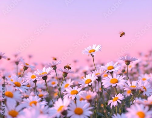 daisies, field, white, flowers, background, pastel, gradient, sky, nature, floral, scenery, serene, beautiful, peaceful, tranquil, minimal, colorful, elegant, vibrant, natural, botanical, countryside, photo