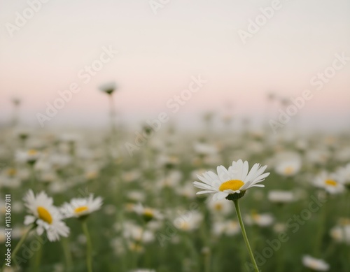 daisies, field, white, flowers, background, pastel, gradient, sky, nature, floral, scenery, serene, beautiful, peaceful, tranquil, minimal, colorful, elegant, vibrant, natural, botanical, countryside, photo