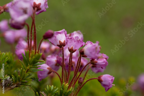 Patch Of Pink Mountain Heather Bloom In Summer In Paradise photo
