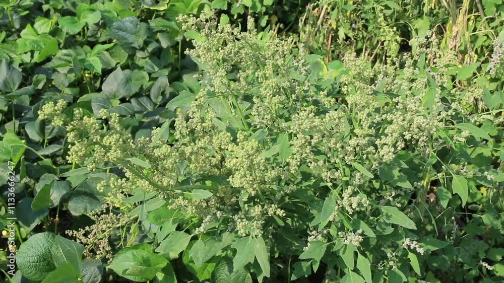 Urban garden growing plants herbs berries and vegetables, stock footage Urban garden growing plants herbs berries and vegetables, stock footage