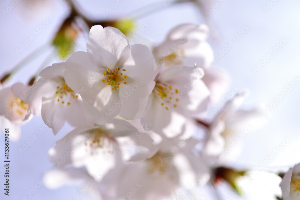 Cherry blossoms shining in the backlight, close-up spring, Tokyo, Japan / 逆光に輝く桜 クローズアップ 春 東京 日本 Cherry blossoms shining in the backlight, close-up spring, Tokyo, Japan / 逆光に輝く桜 クローズアップ 春 東京 日本