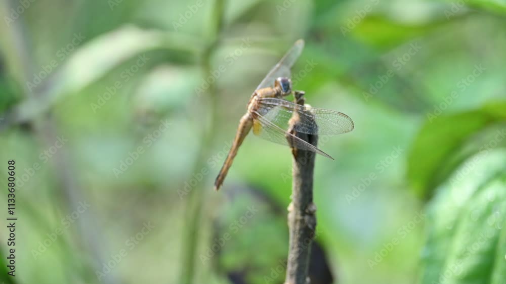 Pantala flavescens dragonfly. Its other names globe skimmer, globe wanderer dragonfly and wandering glider. This is a wide ranging dragonfly of the family Libellulidae. Slow motion video.
Pantala flavescens dragonfly. Its other names globe skimmer, globe wanderer dragonfly and wandering glider. This is a wide ranging dragonfly of the family Libellulidae. Slow motion video.