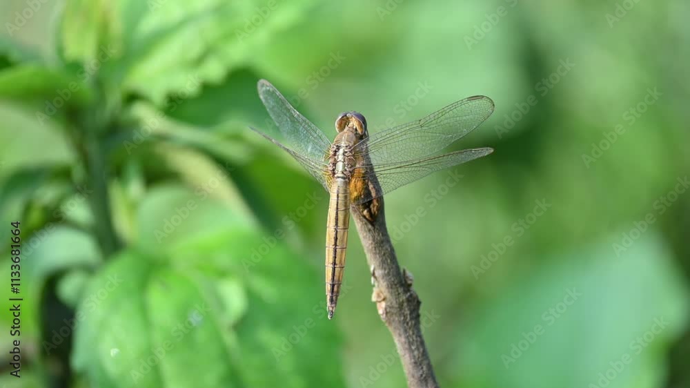 Pantala flavescens dragonfly. Its other names globe skimmer, globe wanderer dragonfly and wandering glider. This is a wide ranging dragonfly of the family Libellulidae. Slow motion video.
Pantala flavescens dragonfly. Its other names globe skimmer, globe wanderer dragonfly and wandering glider. This is a wide ranging dragonfly of the family Libellulidae. Slow motion video.