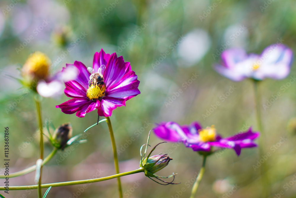 beautiful pink cosmos flowers with bees beautiful pink cosmos flowers with bees