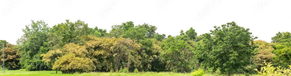 Green trees isolated are forest on transparent background.Forest and foliage in summer with cut path and alpha channel, high resolution. Green trees isolated are forest on transparent background.Forest and foliage in summer with cut path and alpha channel, high resolution.
