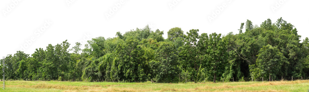 Green trees isolated are forest on transparent background.Forest and foliage in summer with cut path and alpha channel, high resolution. Green trees isolated are forest on transparent background.Forest and foliage in summer with cut path and alpha channel, high resolution.