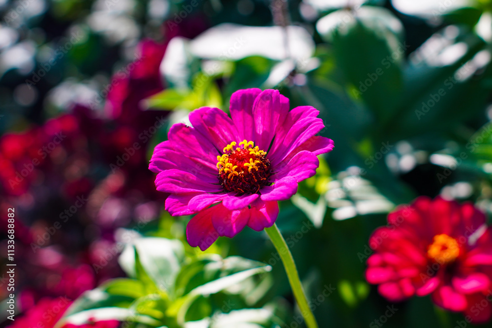 Obraz premium Macro image of Zinnia flower in full blooming