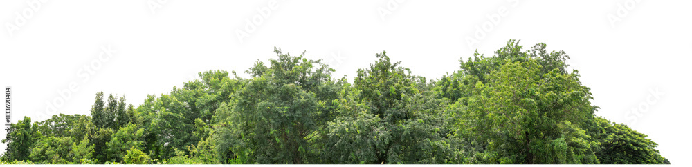 Green trees isolated are forest on transparent background.Forest and foliage in summer with cut path and alpha channel, high resolution. Green trees isolated are forest on transparent background.Forest and foliage in summer with cut path and alpha channel, high resolution.
