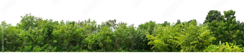 Green trees isolated are forest on transparent background.Forest and foliage in summer with cut path and alpha channel, high resolution. Green trees isolated are forest on transparent background.Forest and foliage in summer with cut path and alpha channel, high resolution.