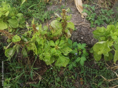 vegetable garden bed