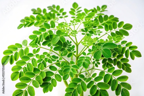 Moringa Leaves (Sojne Pata) - Conceptual Photography - Green Plant on White photo