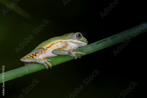 amphibians