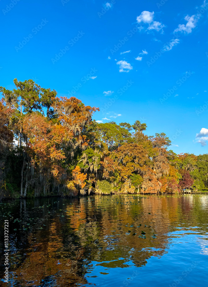 Fototapeta premium A serene lake reflects vibrant autumn foliage under a bright blue sky. Spanish moss drapes the trees, and the calm water is dotted with floating lily pads, creating a tranquil scene.