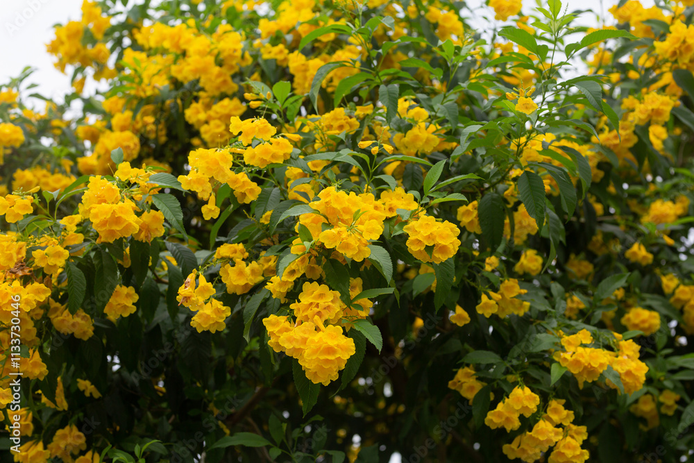 Obraz premium The golden flowers are blooming in many blooms on the trunk.