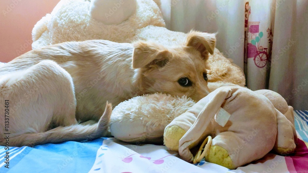 Obraz premium dog on a teddy bear