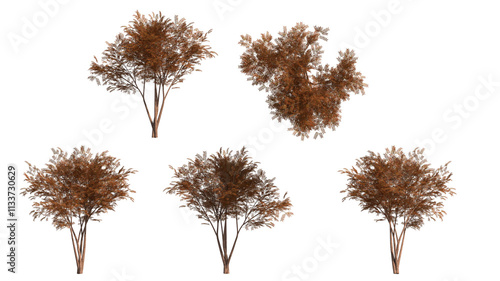 autumn Chinese Pistache tree isoalted on transparant background. 3d illustration