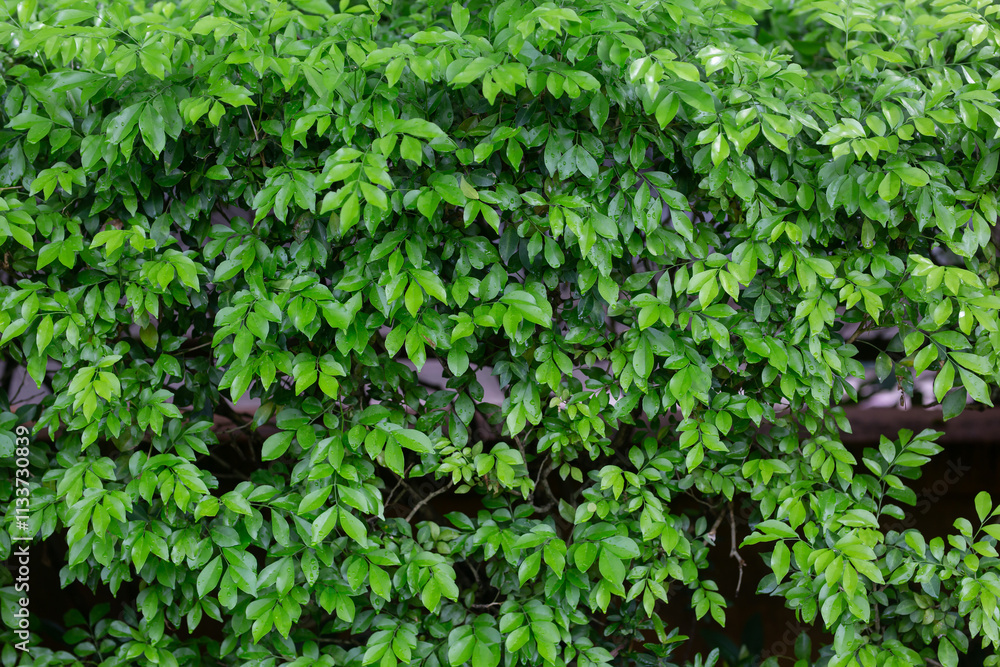 Many small green leaves have water drops stuck to them. Many small green leaves have water drops stuck to them.