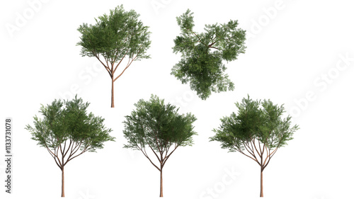 honey locust tree isolated on transparant background. 3d illustration