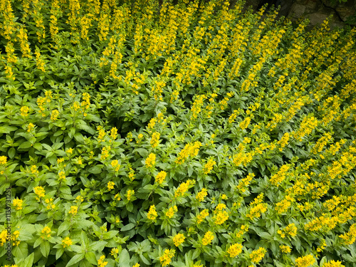 Vibrant Yellow Blossoms in a Dense Field of Lush Greenery Creating a Stunning Floral Display on a Bright Day