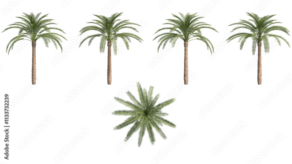 Fototapeta premium date palm isolated on transparant background. 3d illustration