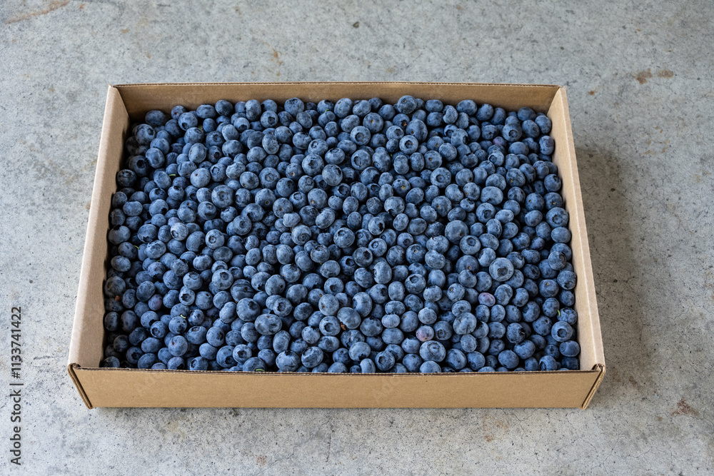 Bountiful harvest, large box flat of ripe juicy Duke Variety blueberries, natures nutritious berries filled with antioxidants and other goodness fresh picked
