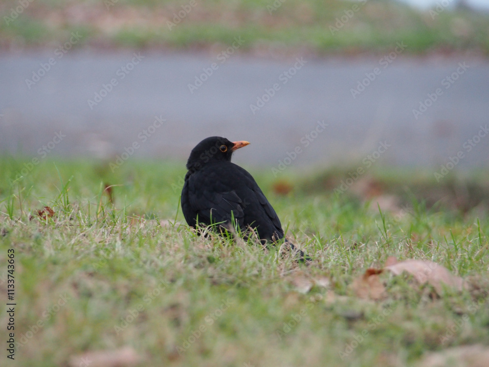 A common blackbird (turdus merula) sitting on the ground in the RHeinaue park in Bonn, Germany A common blackbird (turdus merula) sitting on the ground in the RHeinaue park in Bonn, Germany