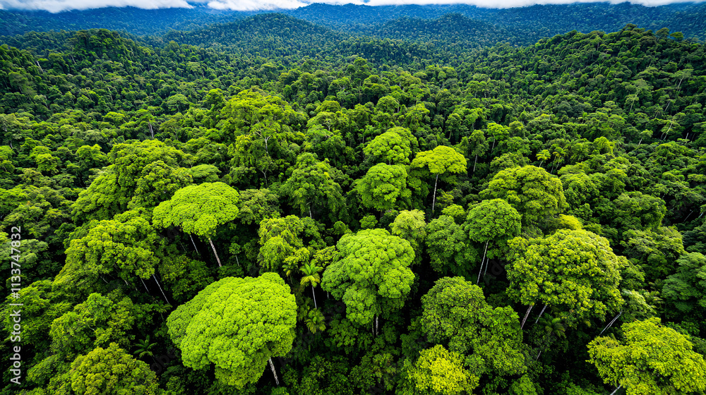 dense rainforest canopy seen from above, filled with vibrant green trees and lush vegetation, showcasing beauty of nature biodiversity dense rainforest canopy seen from above, filled with vibrant green trees and lush vegetation, showcasing beauty of nature biodiversity