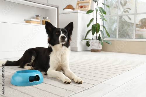 Cute Border Collie dog with...