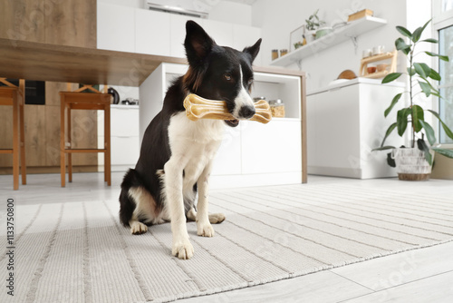 Cute Border Collie dog with...