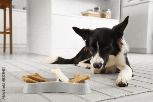 Cute Border Collie dog lyin...