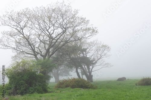 県立八ヶ岳牧場の霧に覆われた風景 photo