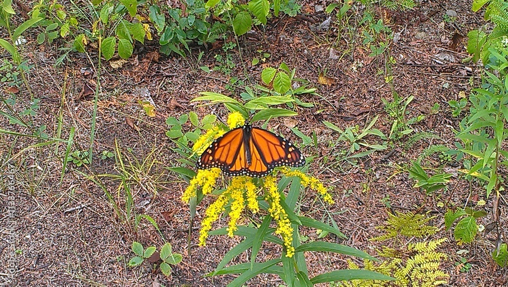Monarch Butterfly on Yellow Weed Flower Monarch Butterfly on Yellow Weed Flower
