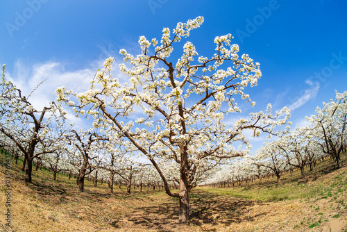 Pear flowers bloom in spring