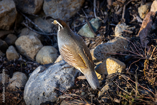 California Quail in Napa Valley, California photo