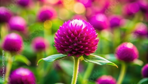 Vibrant Prostrate Globe Amaranth flower in full bloom , flowers, garden, nature, colorful, vibrant, beauty, summer, botanical